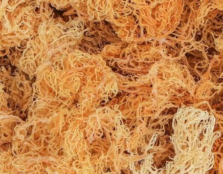 Raw Organic Trinidadian Sea Moss